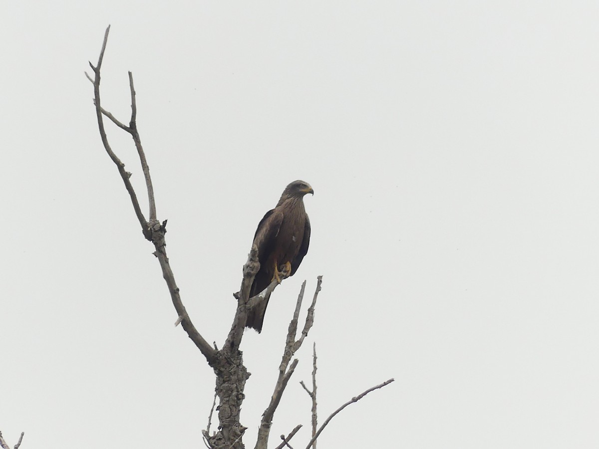 Black Kite - ML654716483