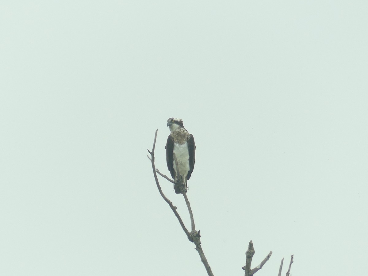 Osprey - ML654716486