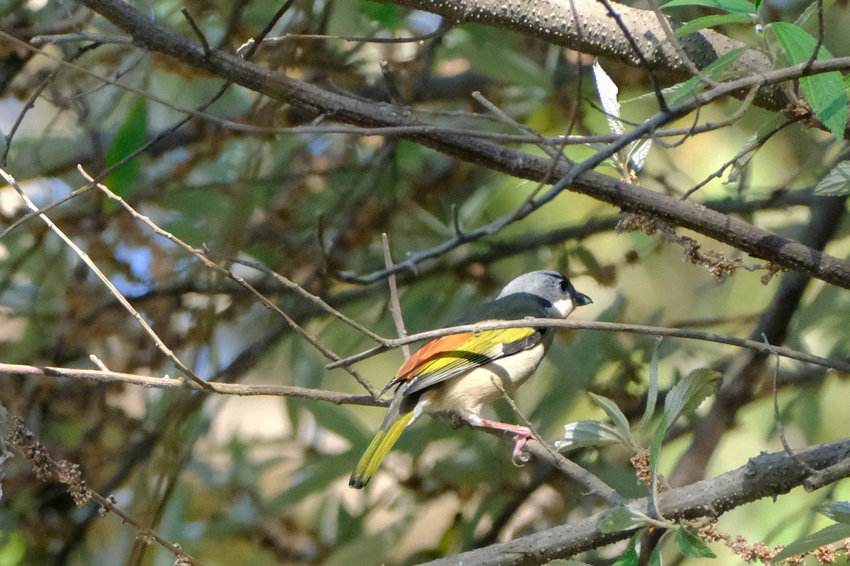 White-browed Shrike-Babbler - ML654716737
