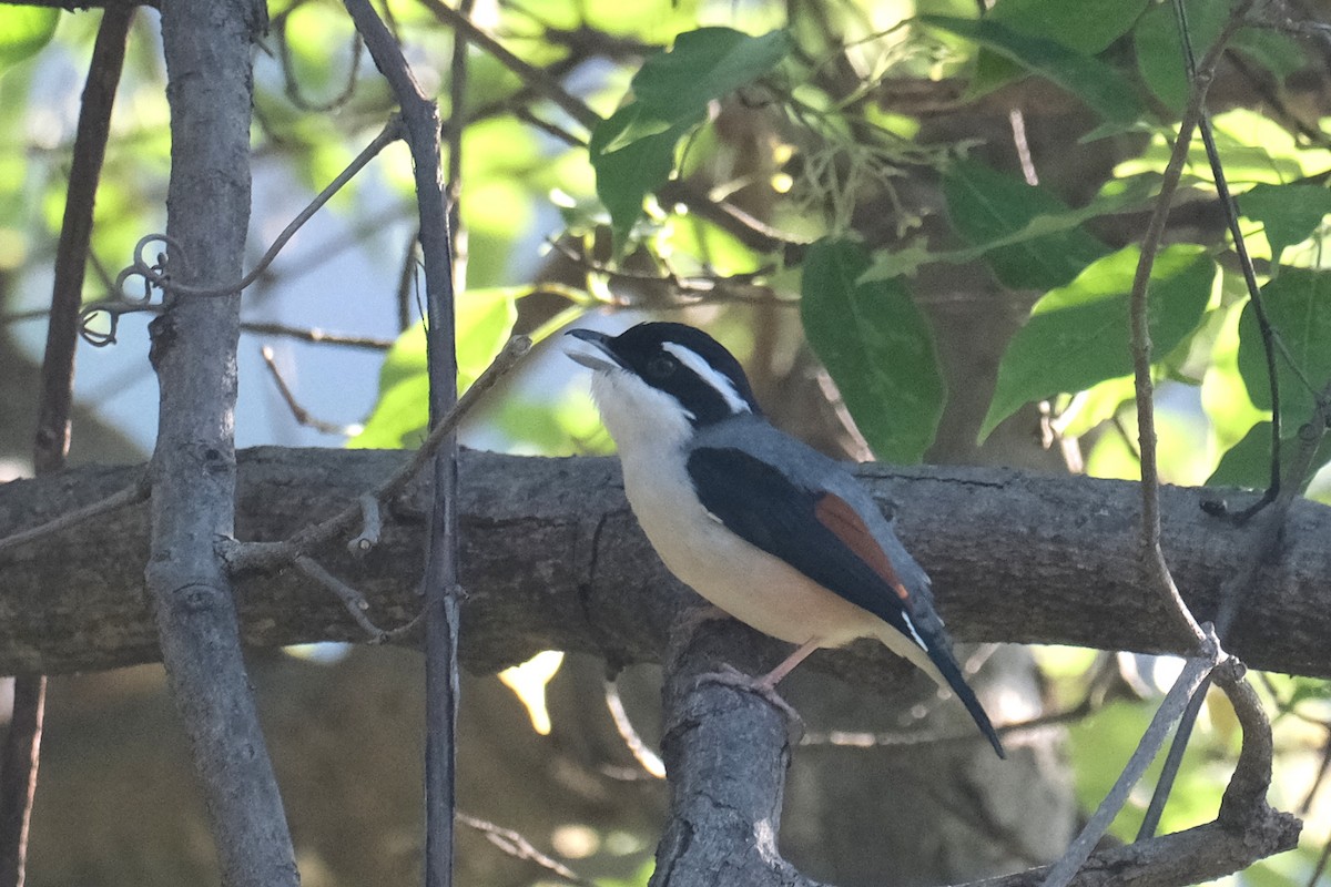 White-browed Shrike-Babbler - ML654716738