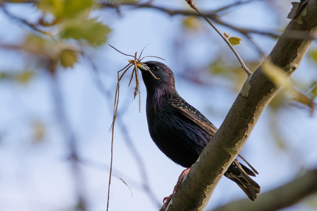 European Starling - ML654717264