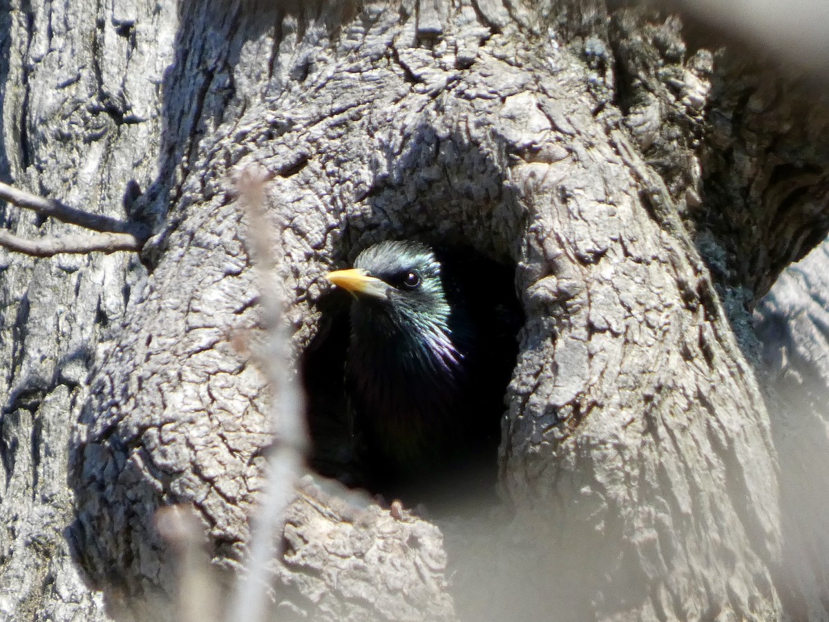 European Starling - ML654717311