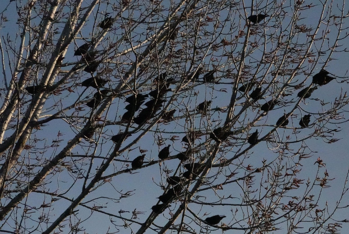 European Starling - ML654717971