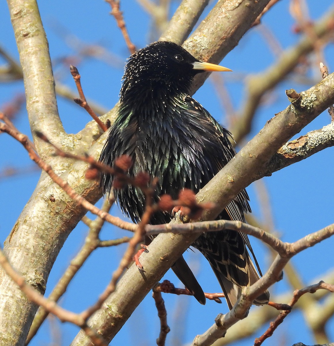 European Starling - ML654718056