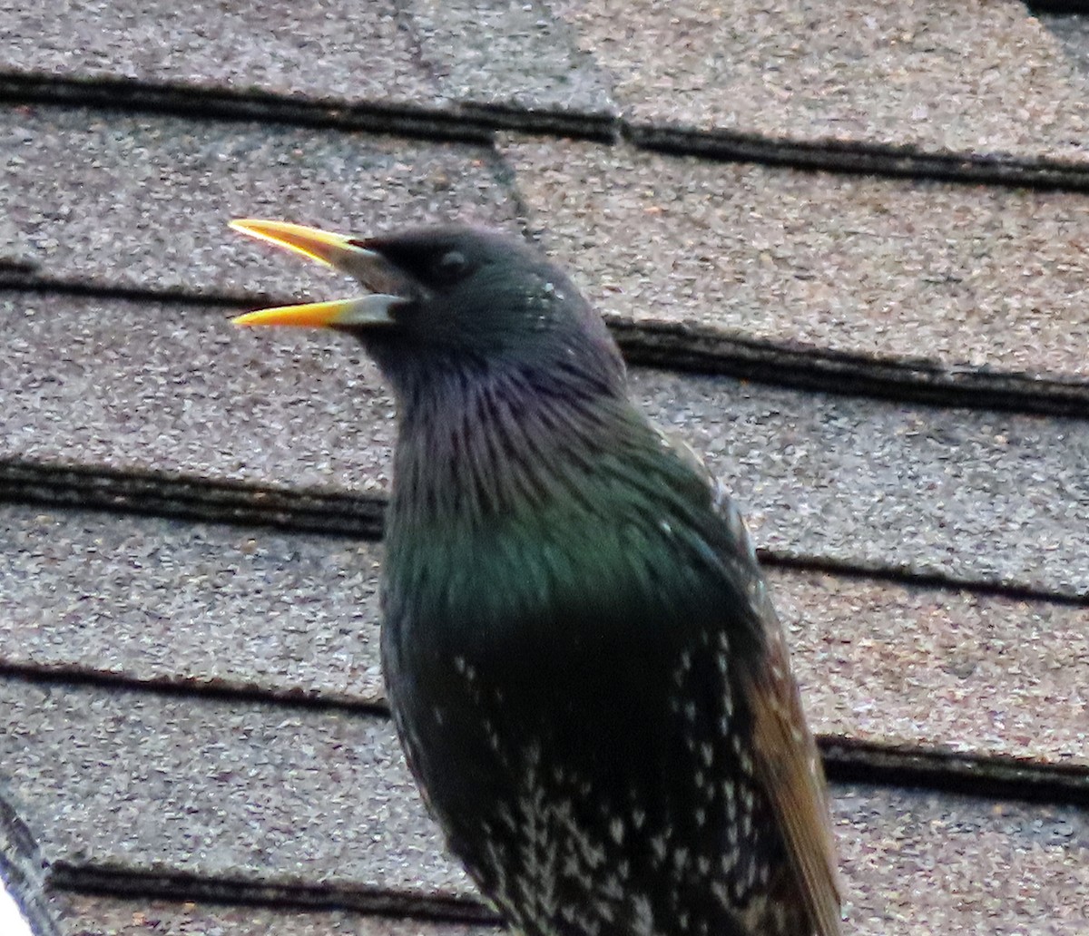 European Starling - ML654718429
