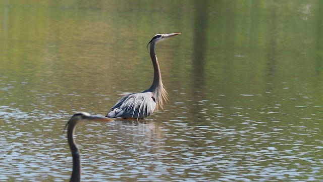 Garza Azulada - ML654718463