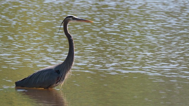 Garza Azulada - ML654718478
