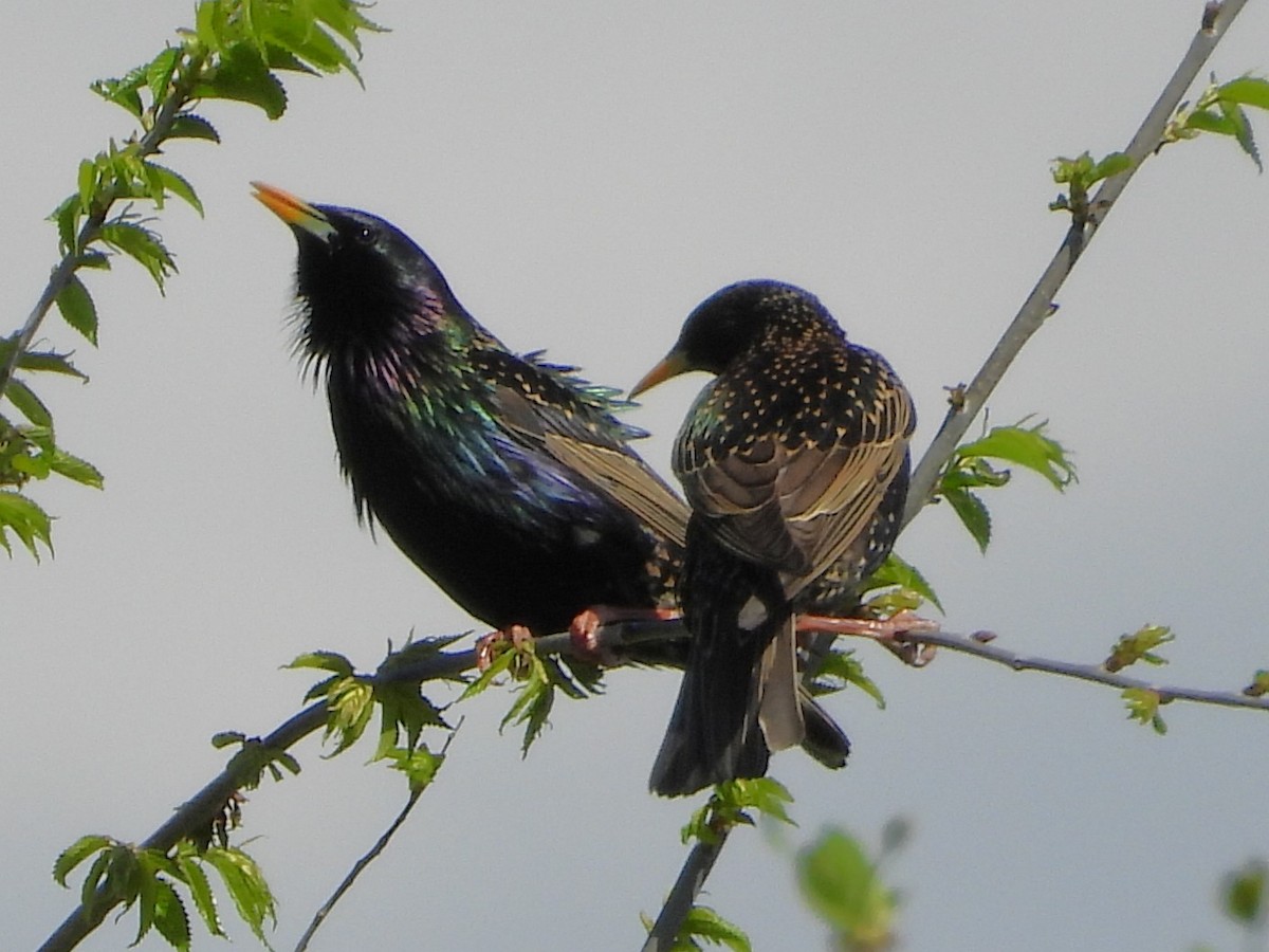 European Starling - ML654718801