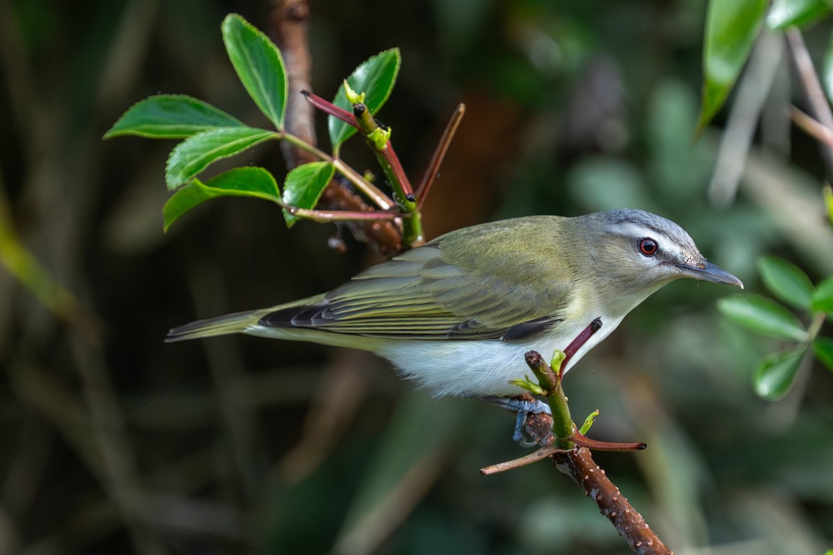 Red-eyed Vireo - ML654718895