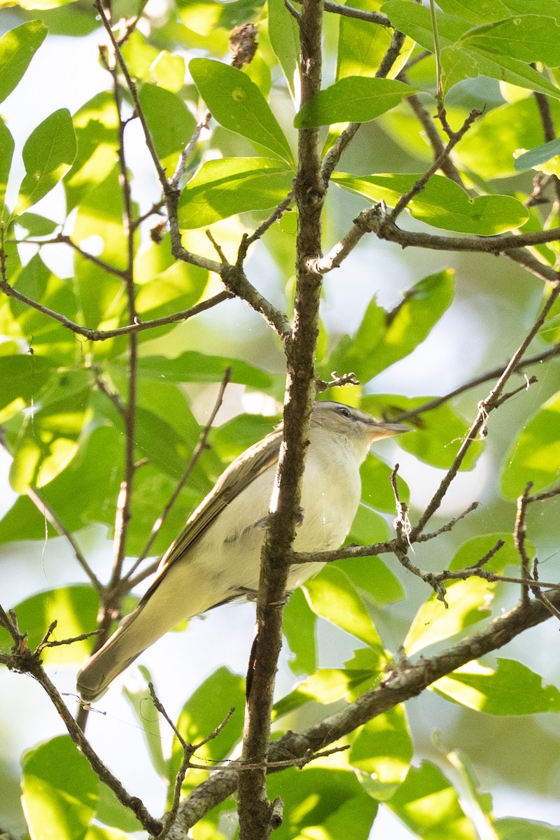 Red-eyed Vireo - ML654719004