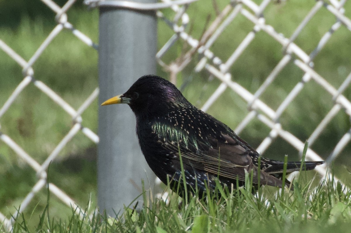European Starling - ML654719353