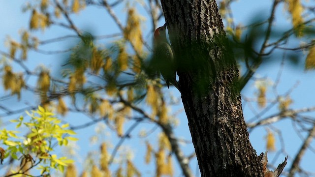 Red-bellied Woodpecker - ML654720422