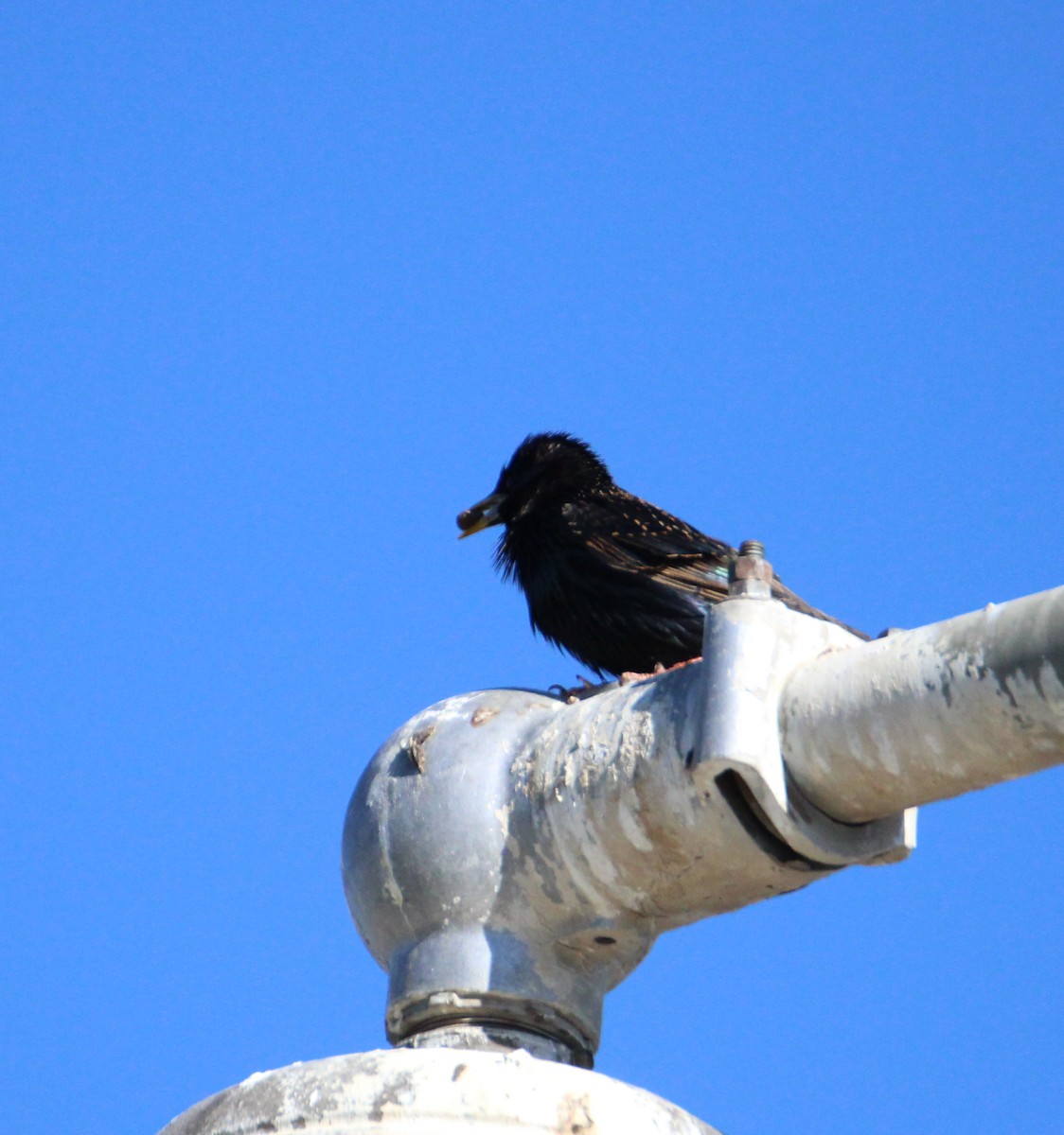 European Starling - ML654720537