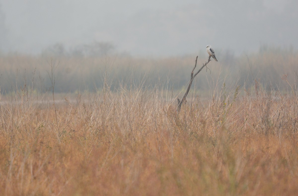White-tailed Kite - ML654720600