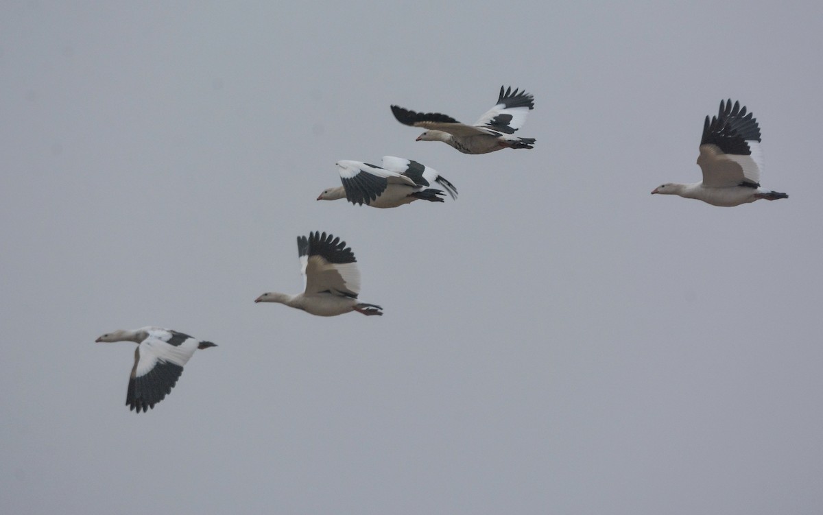 Andean Goose - ML654720606