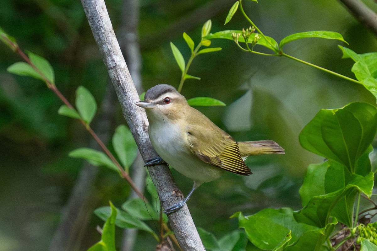 Red-eyed Vireo - ML654720615