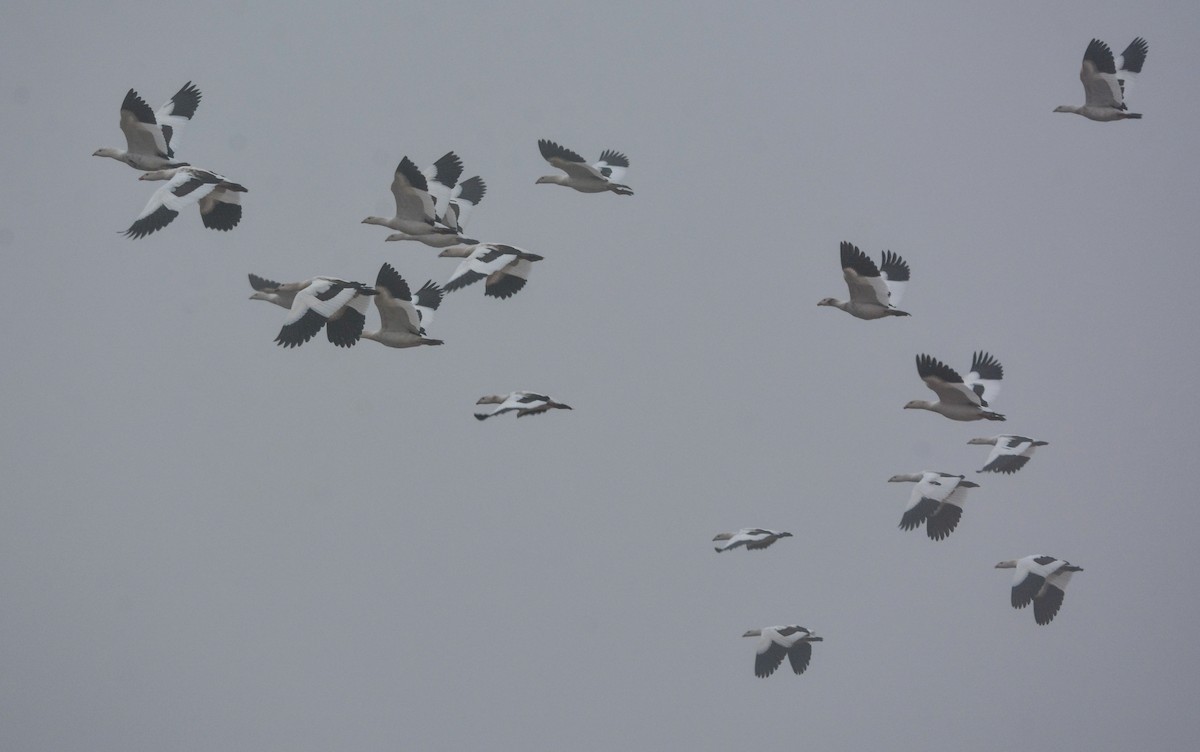 Andean Goose - ML654720806