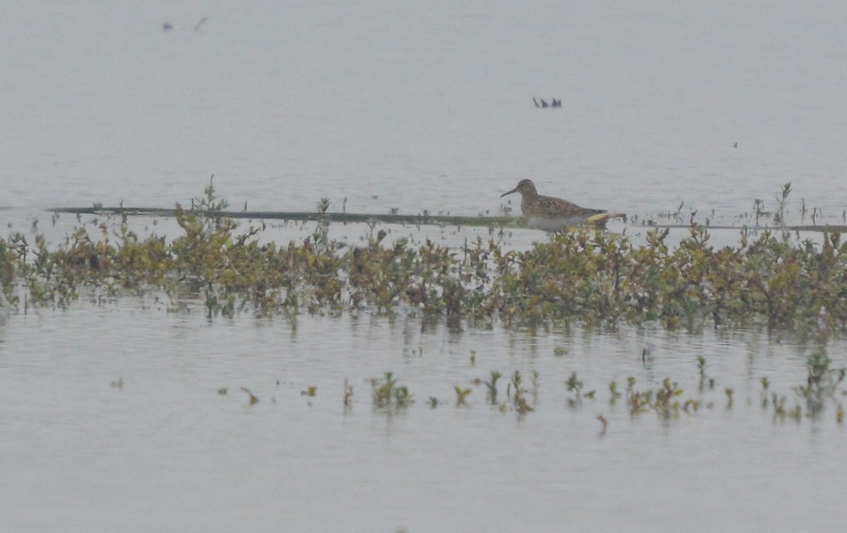 Pectoral Sandpiper - ML654720934