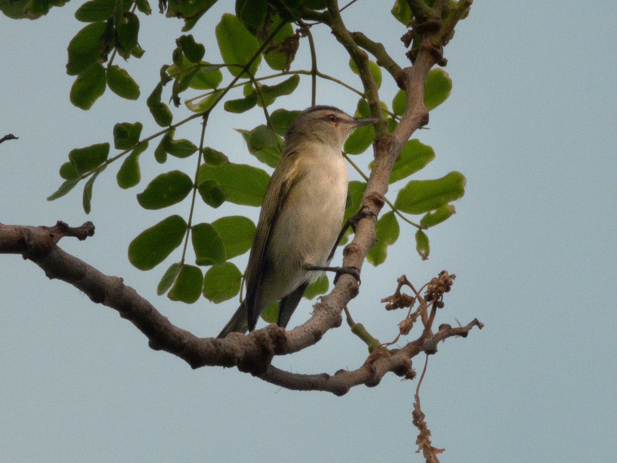 Red-eyed Vireo - ML654721010