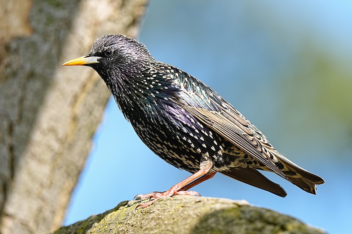 European Starling - ML654721056