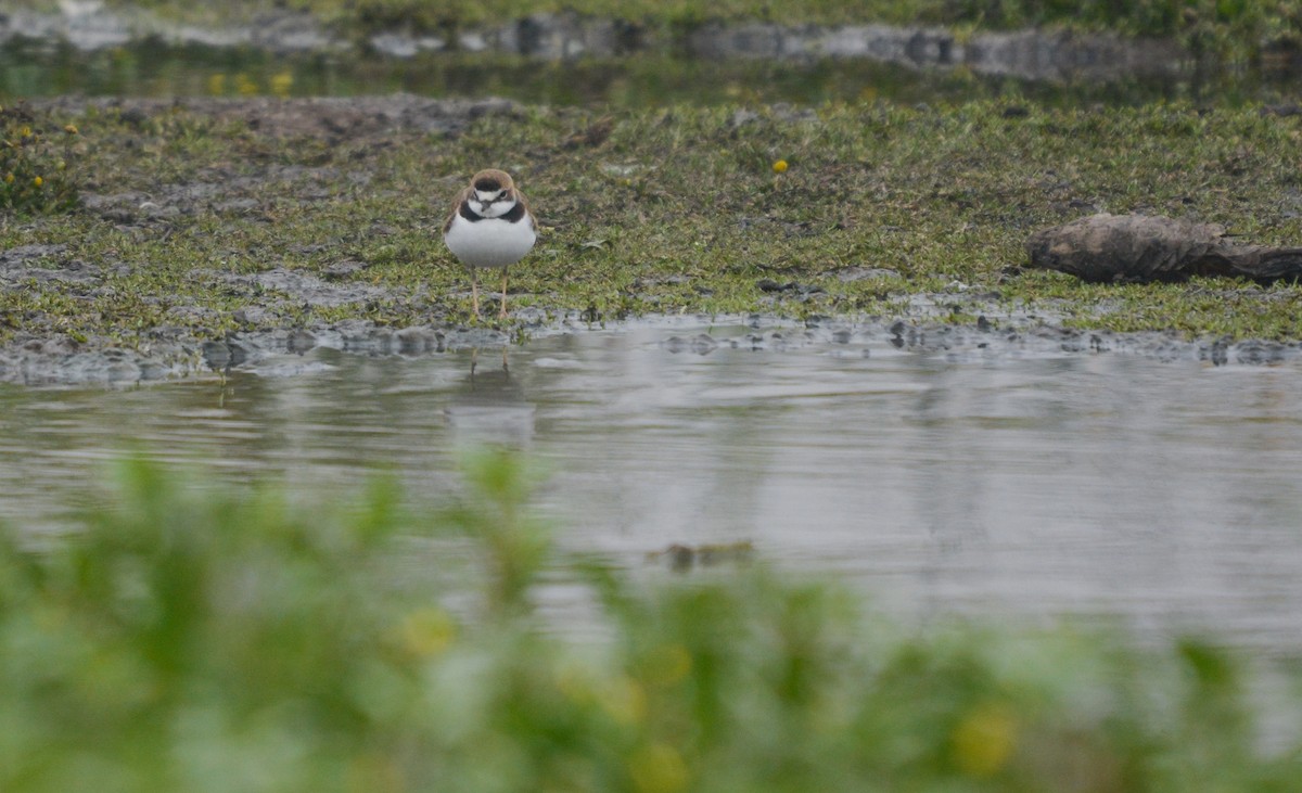 Collared Plover - ML654721186