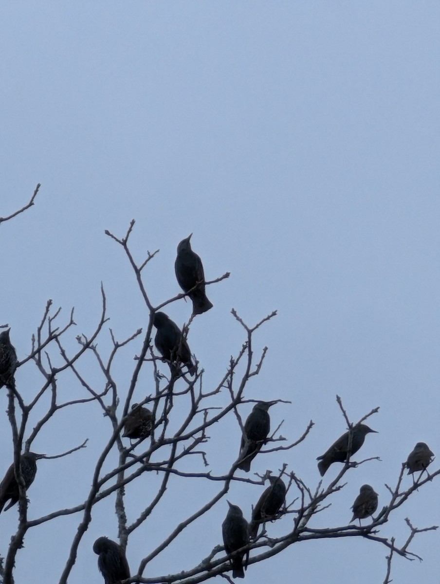 European Starling - ML654721541