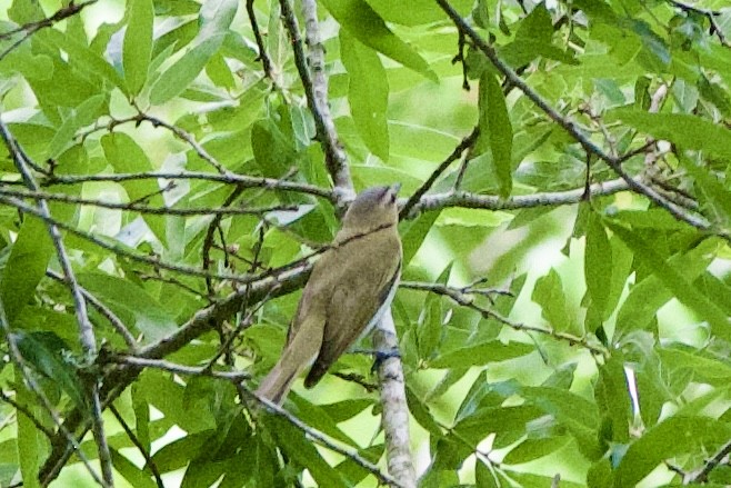 Red-eyed Vireo - ML654721641