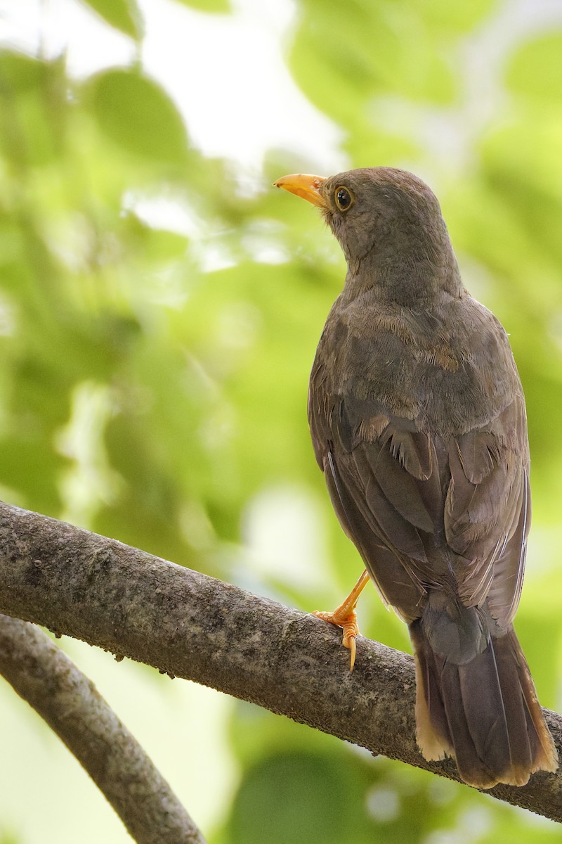 Karoo Thrush - ML654721645