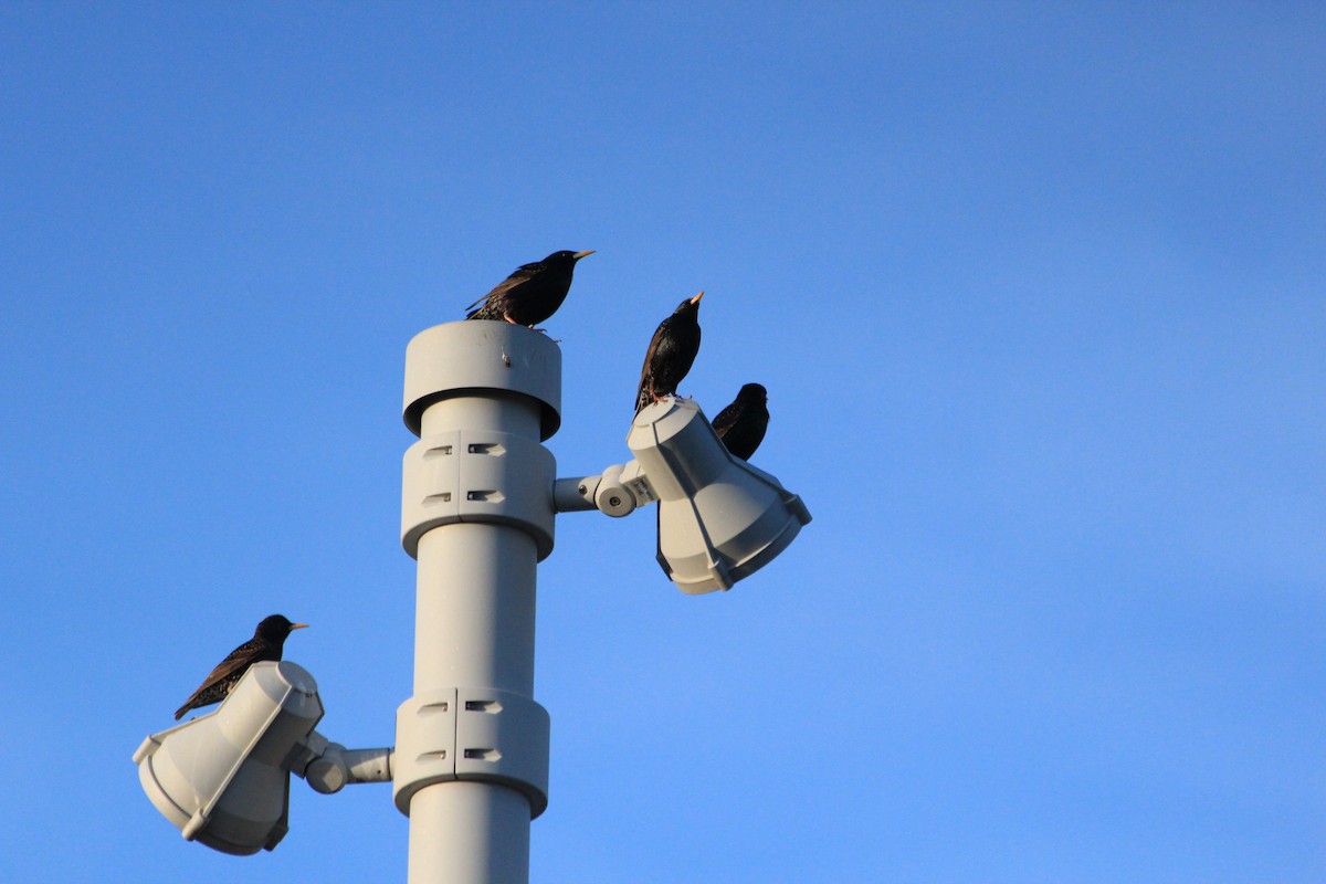 European Starling - ML654721807