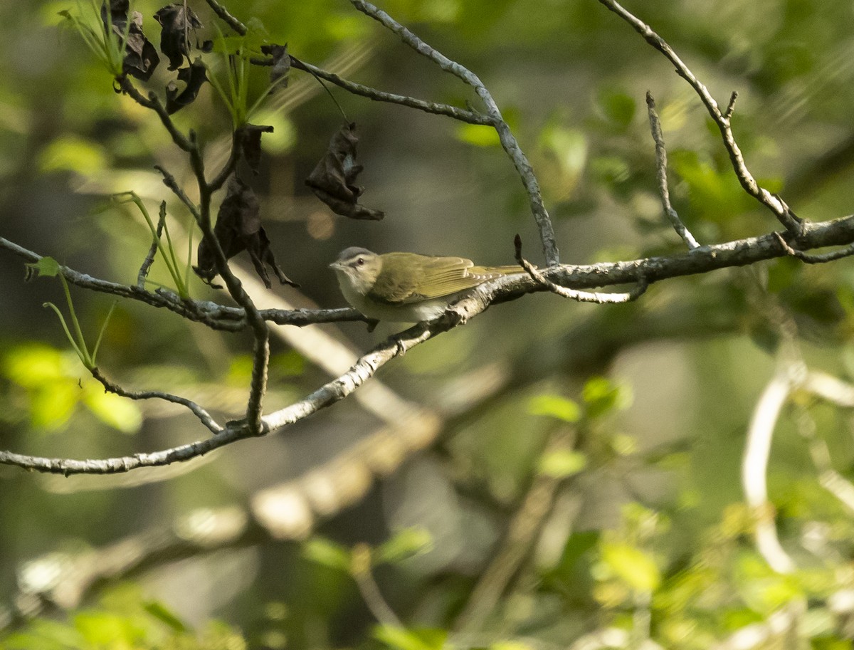 Red-eyed Vireo - ML654722219