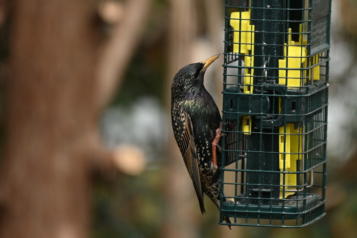 European Starling - ML654722588