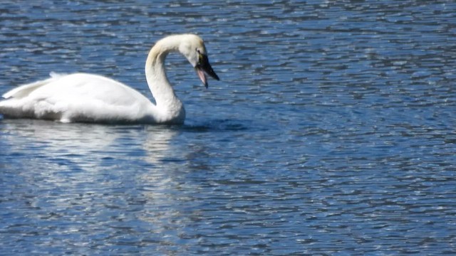 Cygne siffleur - ML654722713