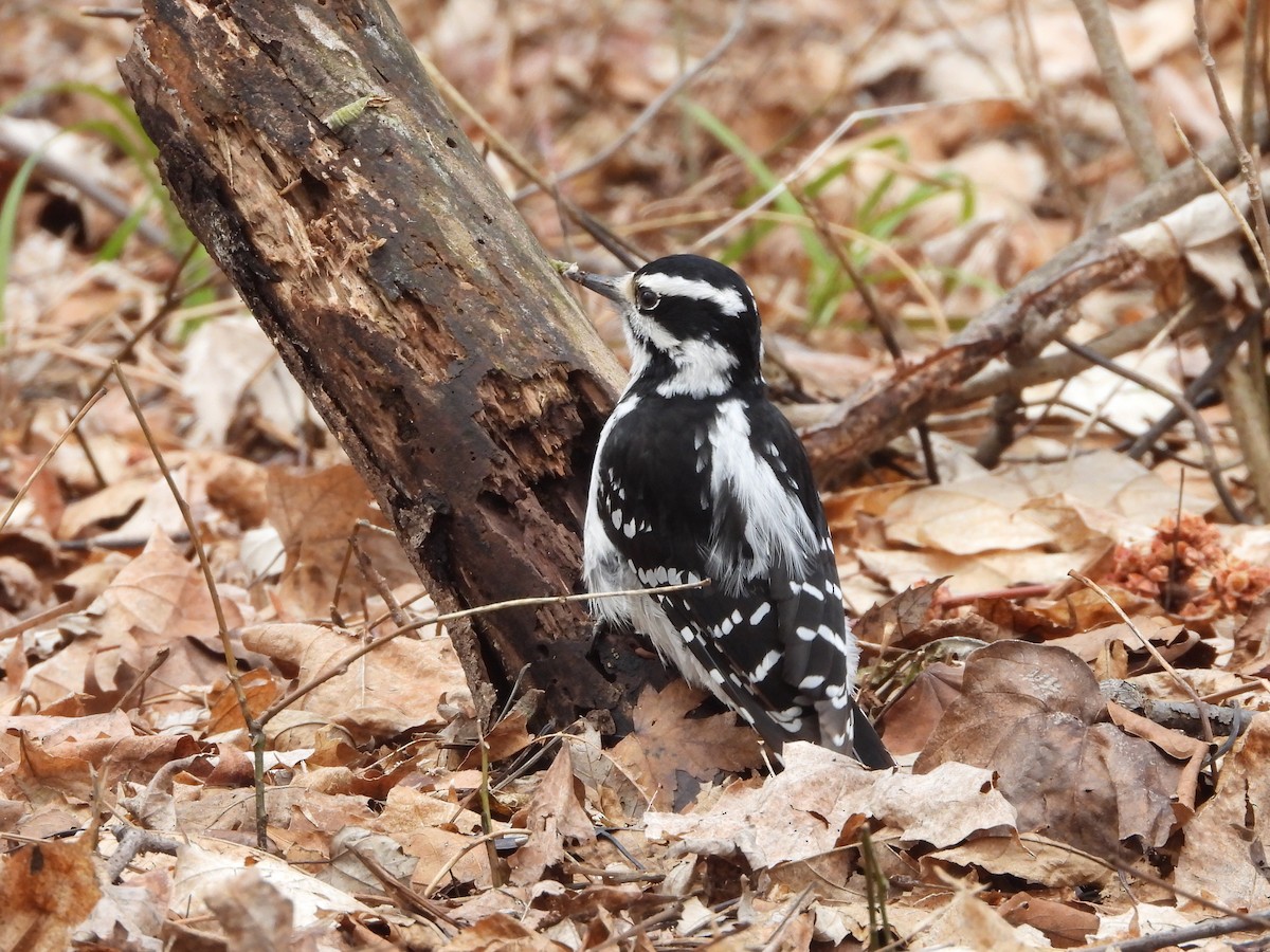 Hairy Woodpecker - ML654722828