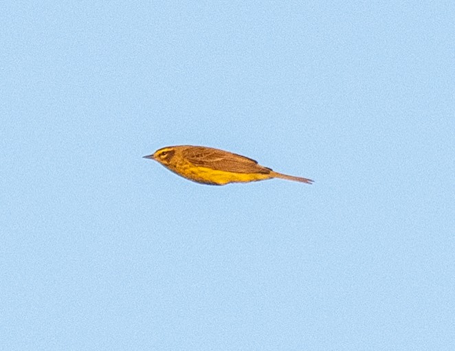 Palm Warbler (Yellow) - ML654722831