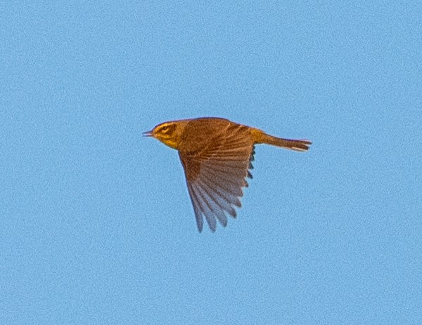 Palm Warbler (Yellow) - ML654722832