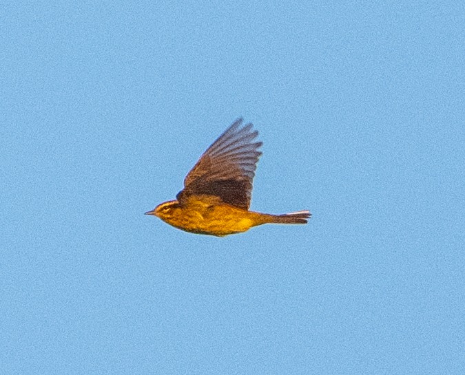 Palm Warbler (Yellow) - ML654722834