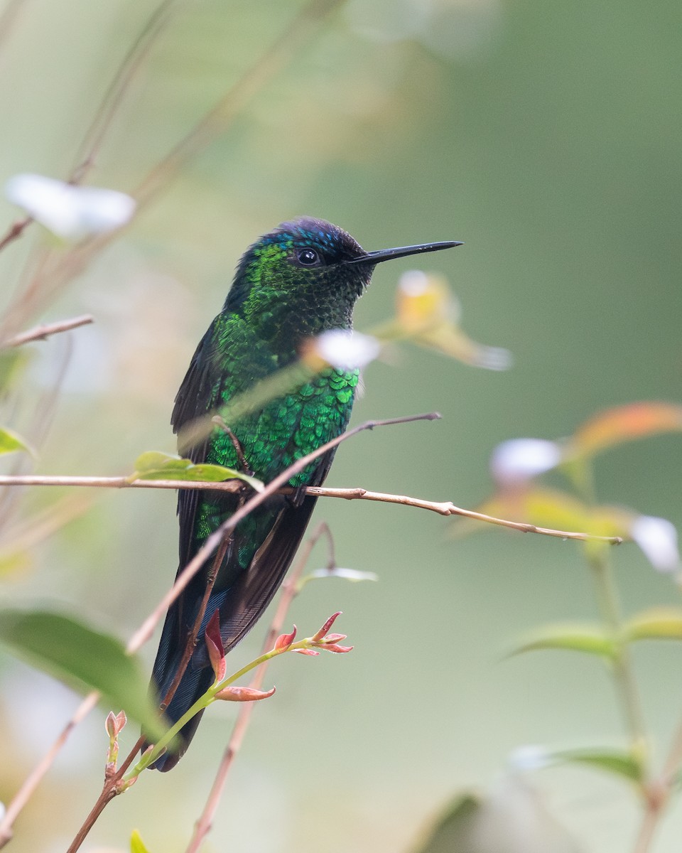 Violet-capped Woodnymph - ML654722837