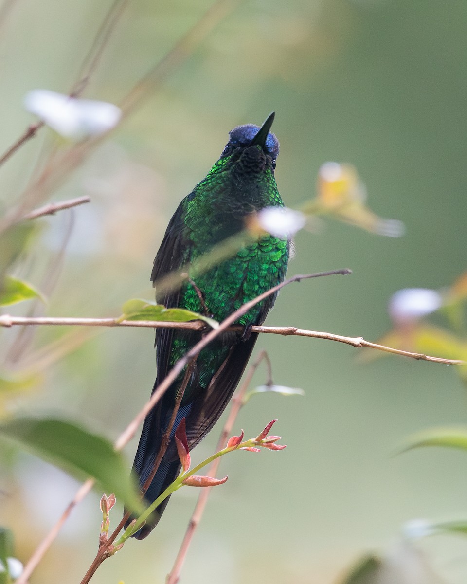 Violet-capped Woodnymph - ML654722838