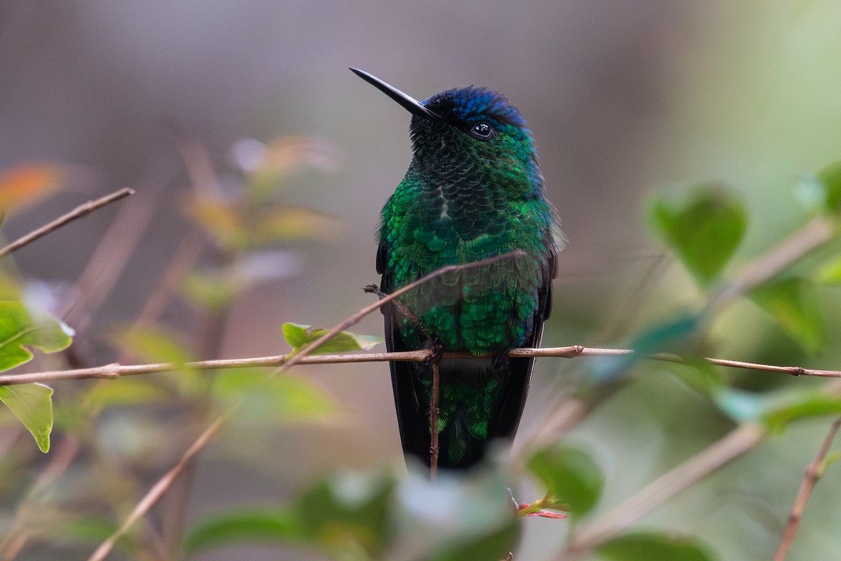Violet-capped Woodnymph - ML654722839