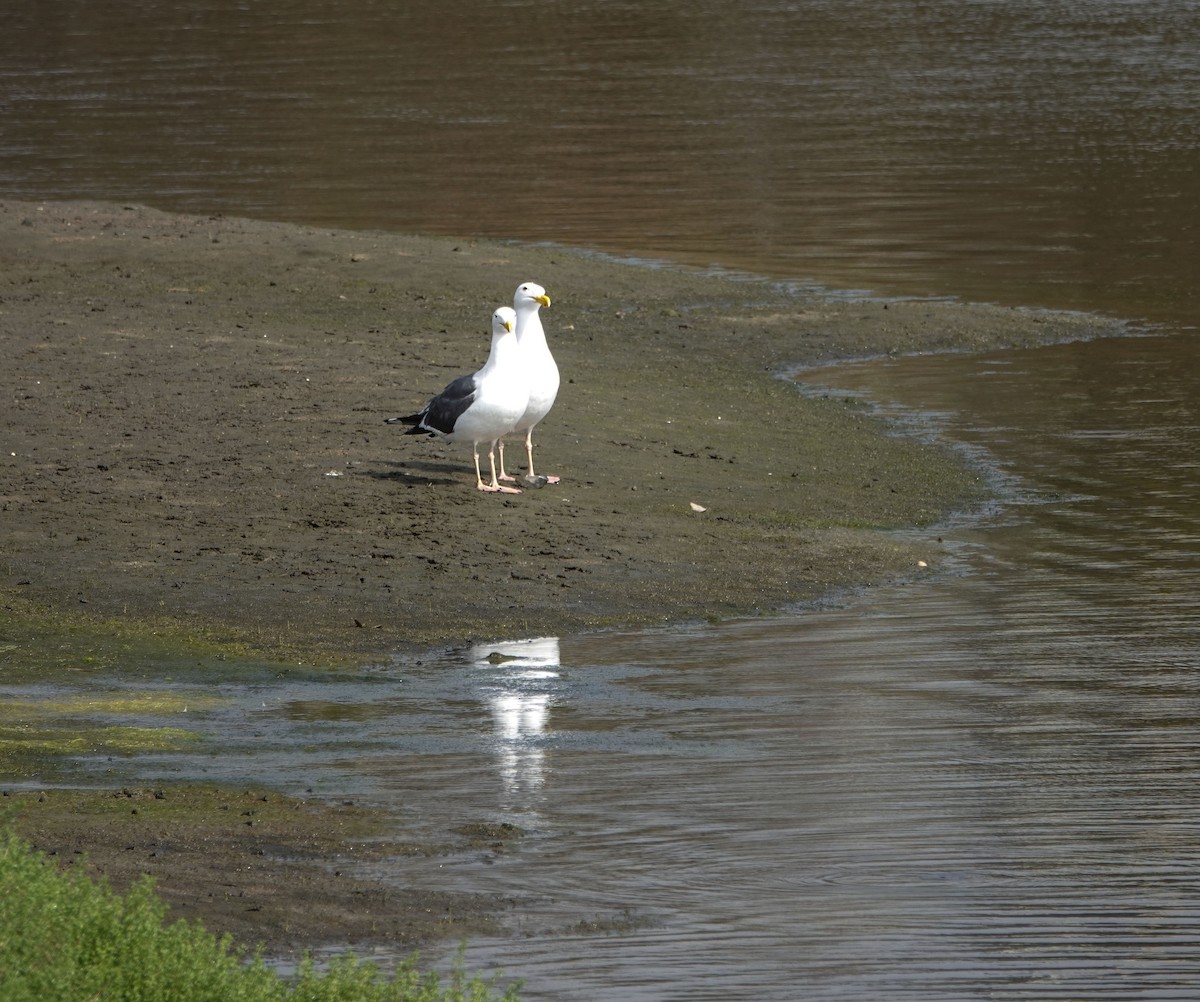 Western Gull - ML654722842