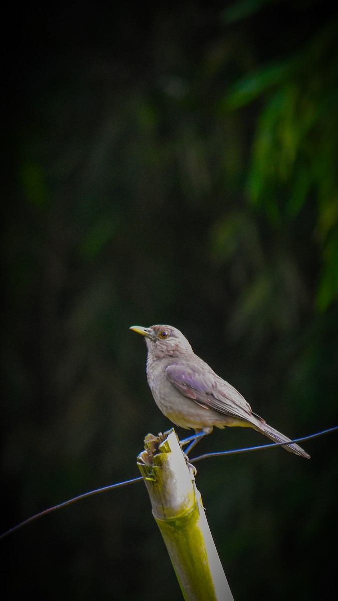 Azara's Spinetail - ML654722844