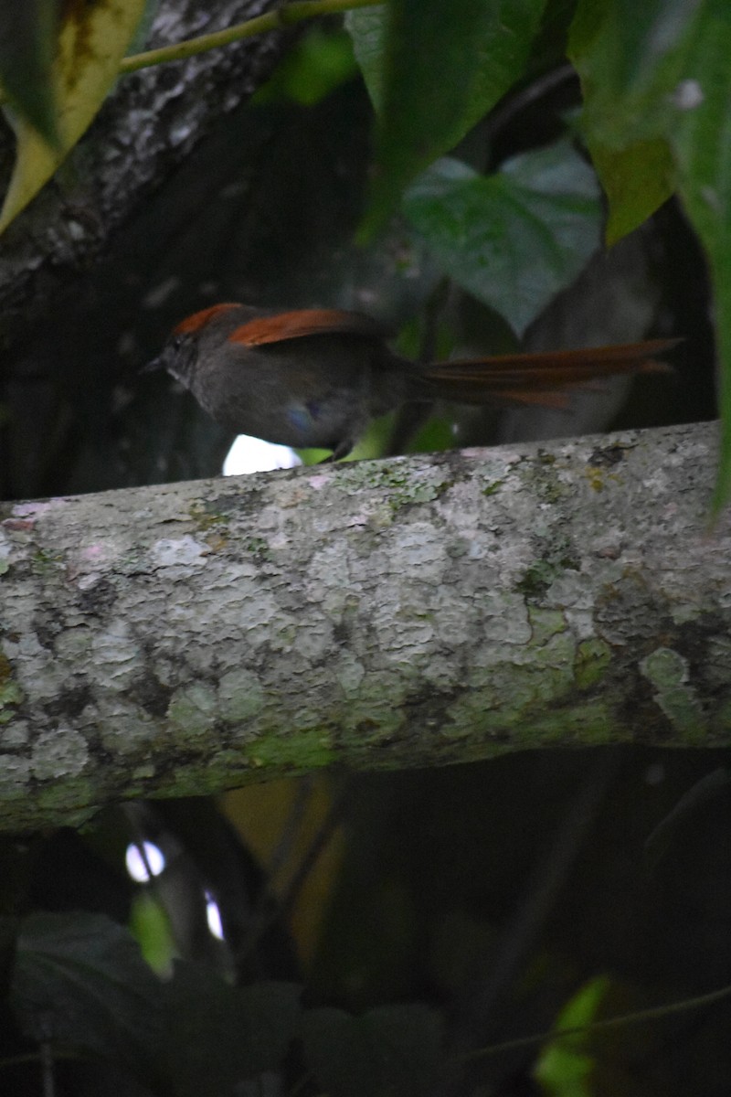Azara's Spinetail - ML654722845