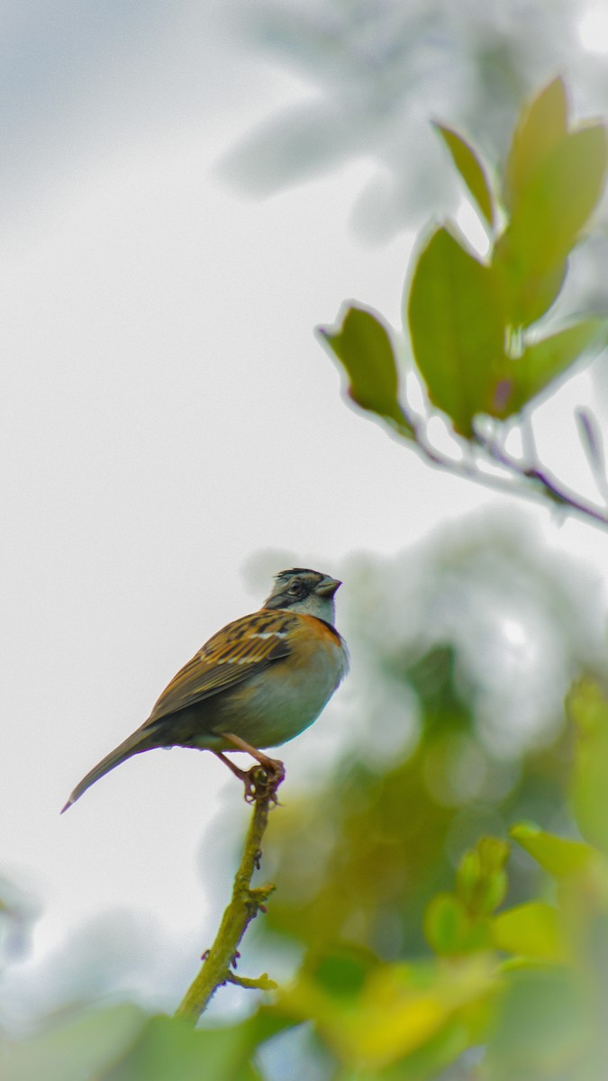 Azara's Spinetail - ML654722846