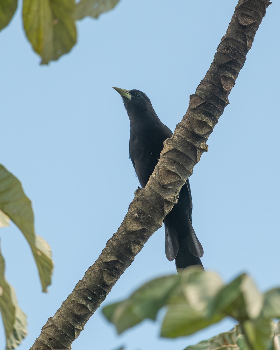 Red-rumped Cacique - ML654722848