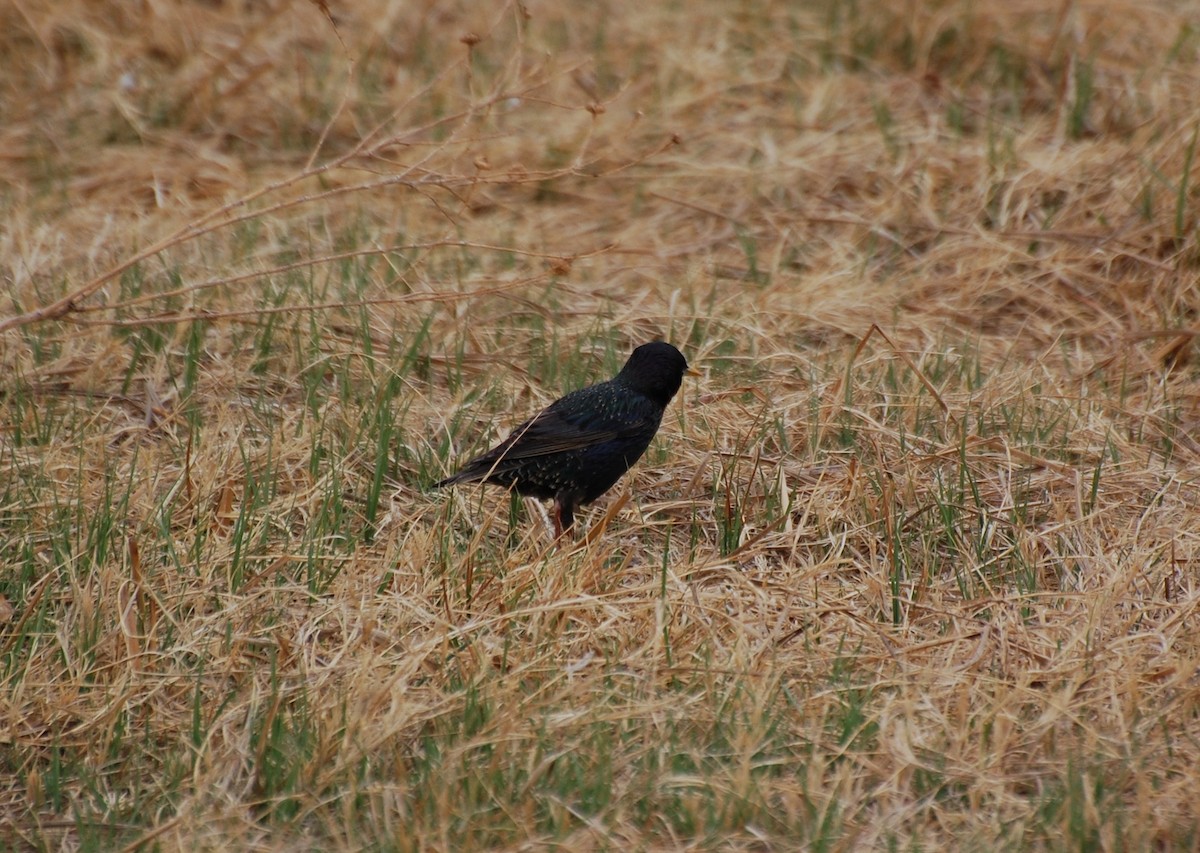 European Starling - ML654723129