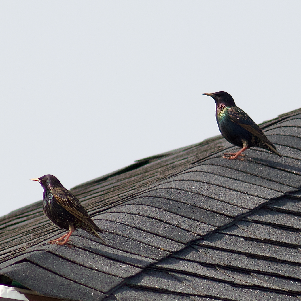European Starling - ML654723189