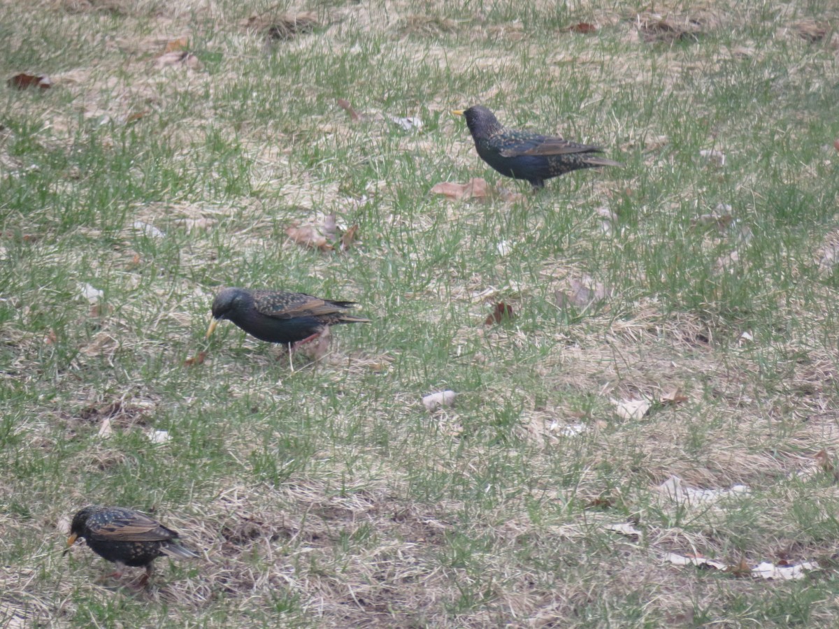 European Starling - ML654723240