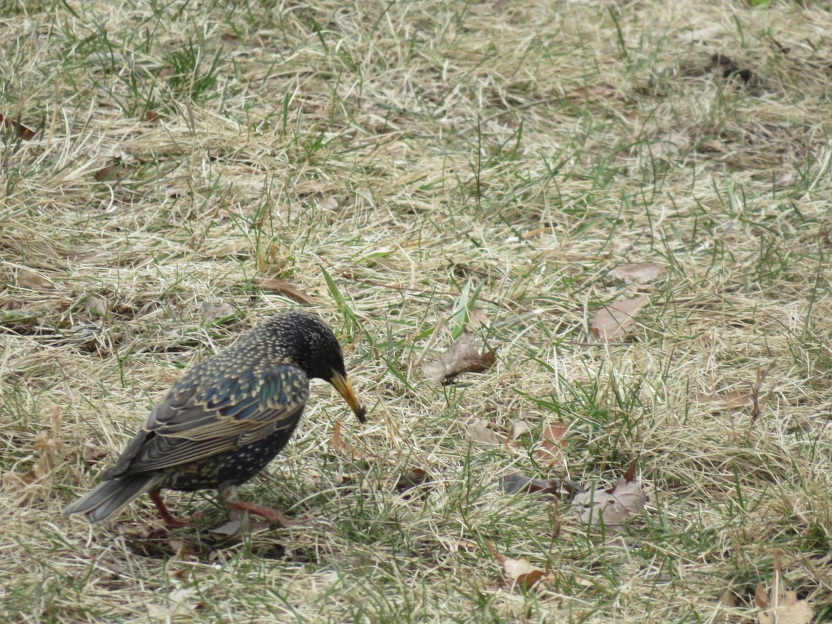 European Starling - ML654723241