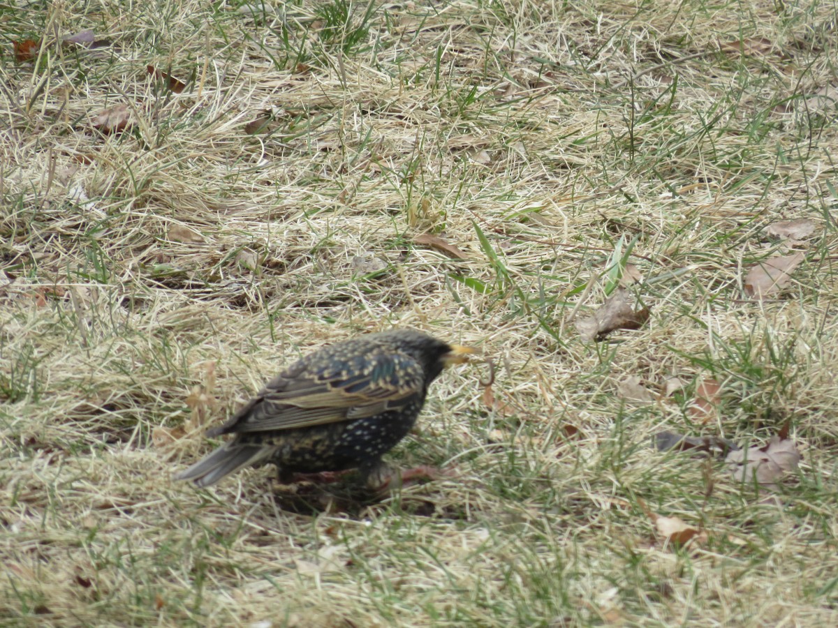 European Starling - ML654723242