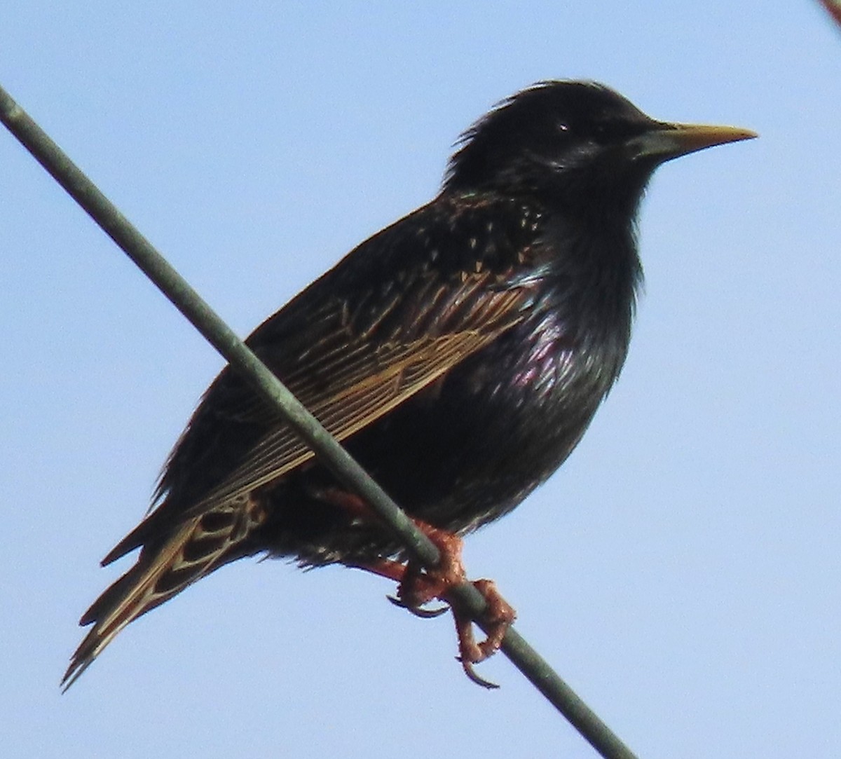 European Starling - ML654723732